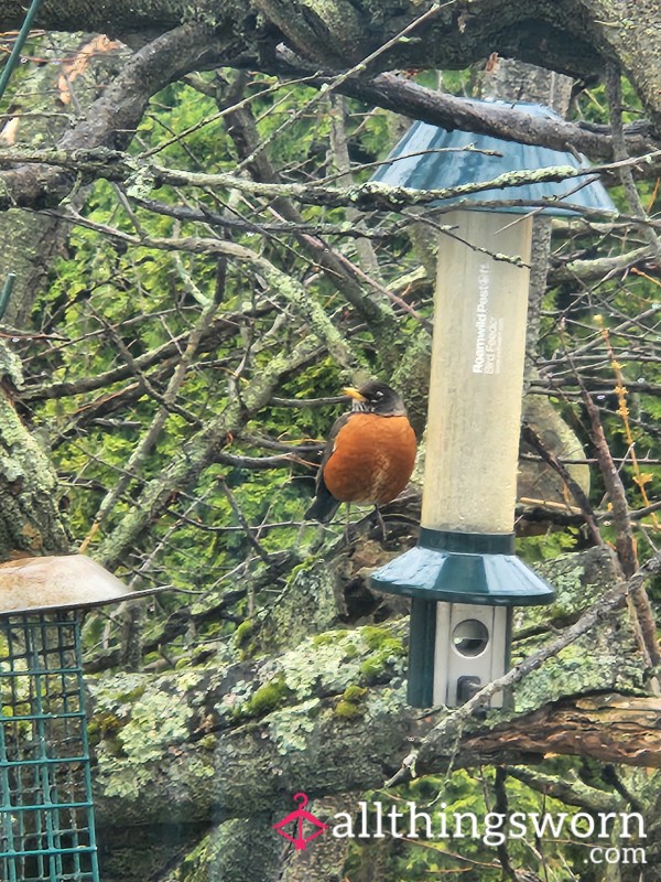 Backyardbirder