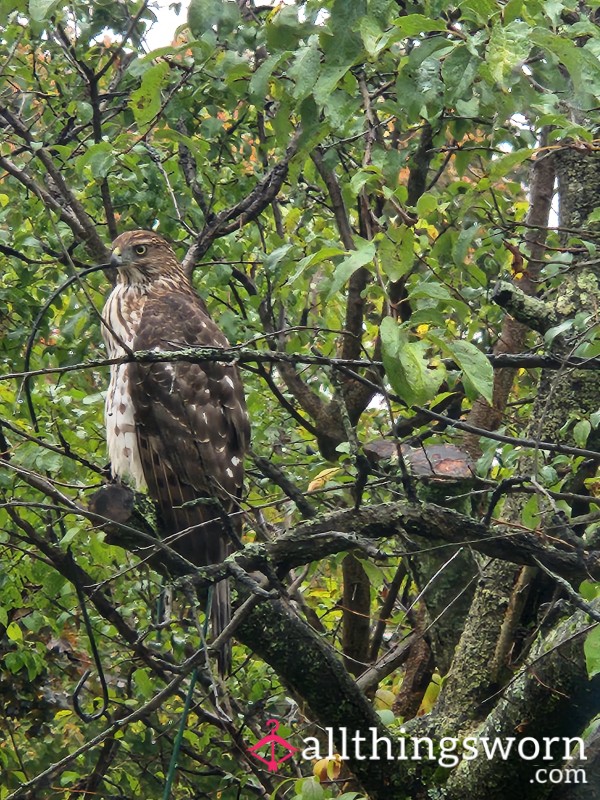 Backyardbirder