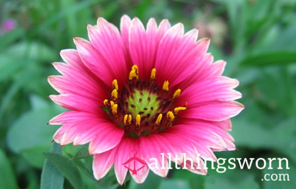 BeautifulFlower97