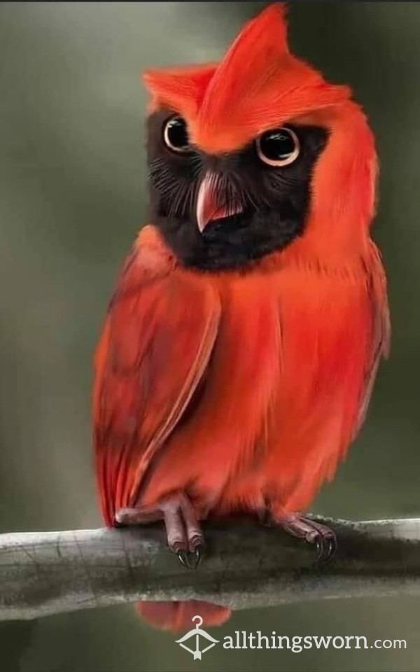 AllThingsWorn profile picture for @Birds