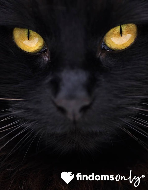 Dark_feline