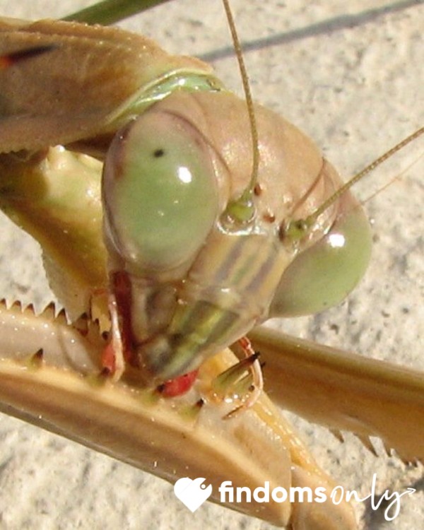 Fagmantid2002