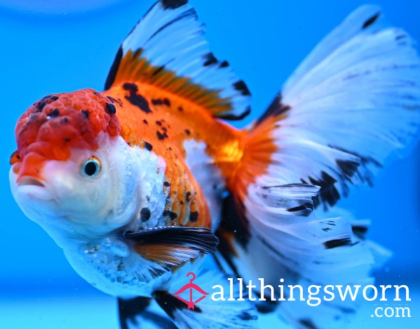FishyTank