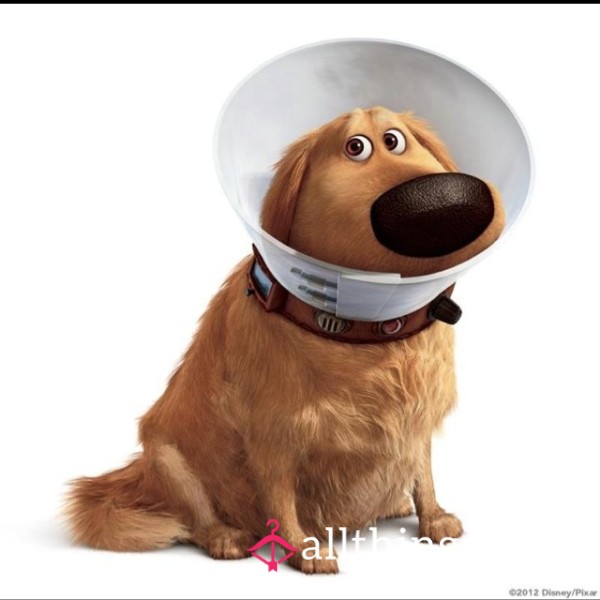 GoodDog