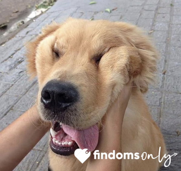 HeadpatsandBellyrubs