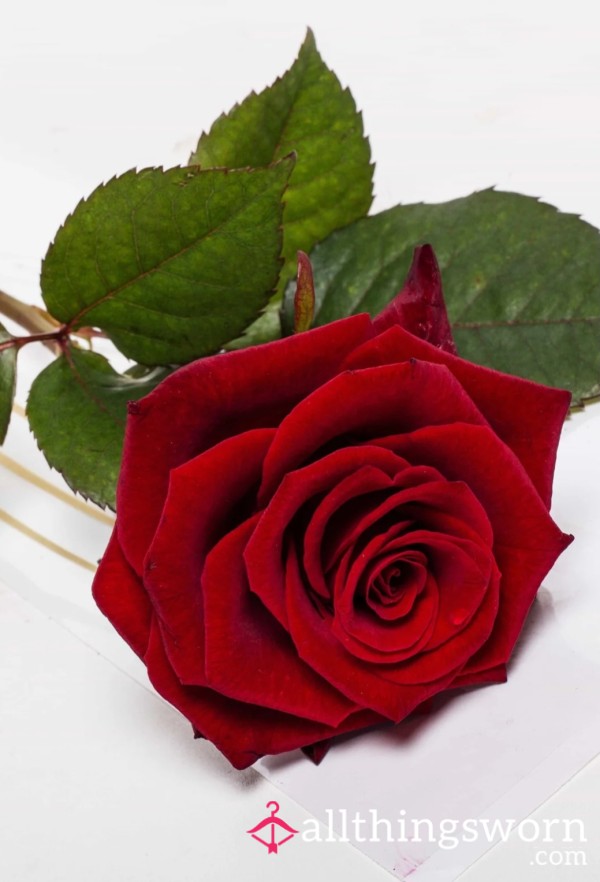 Irishrose11