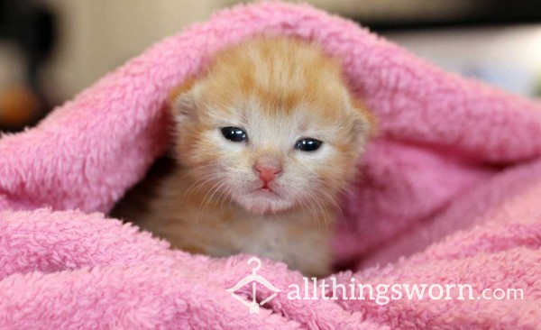 Kitten2635