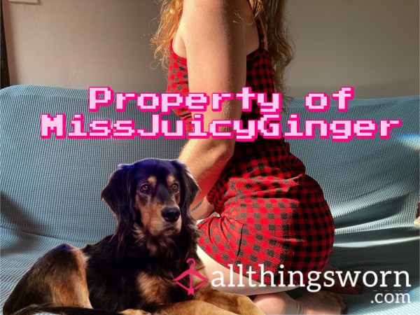 Miss_Gingers_puppy
