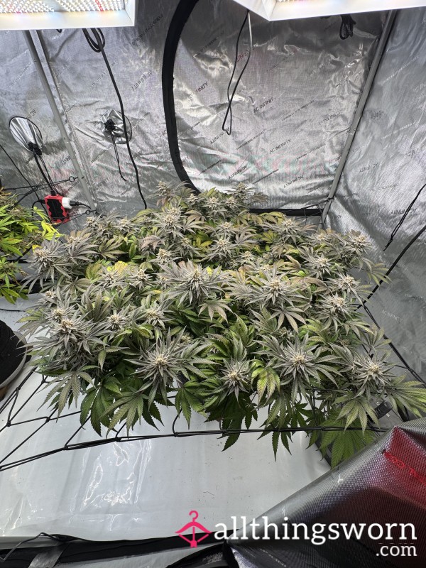 Mrgrowsit