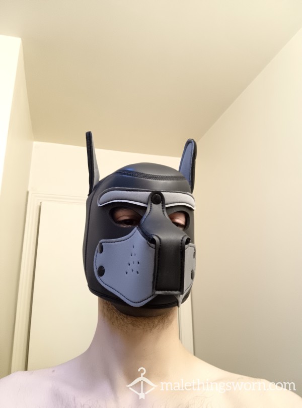 Pup_Night