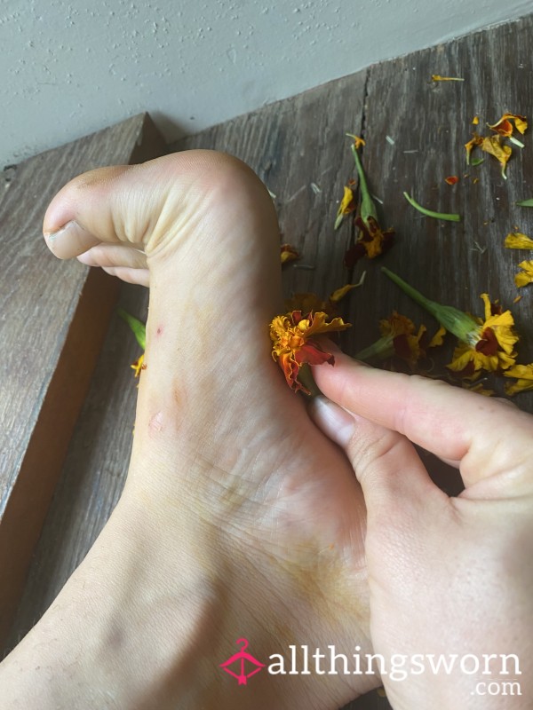 Pressedpetals