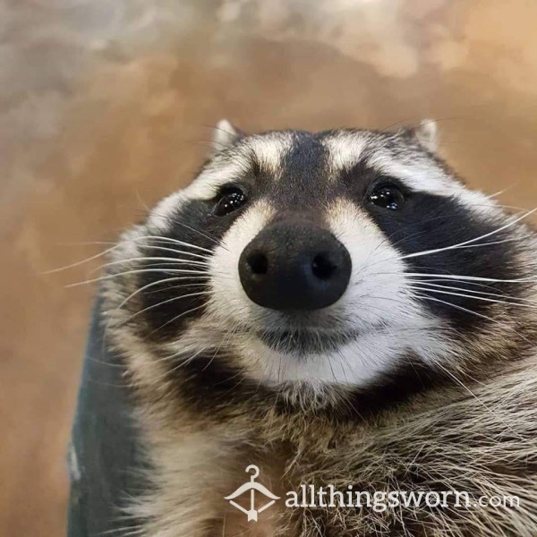 Raccoonatnoon