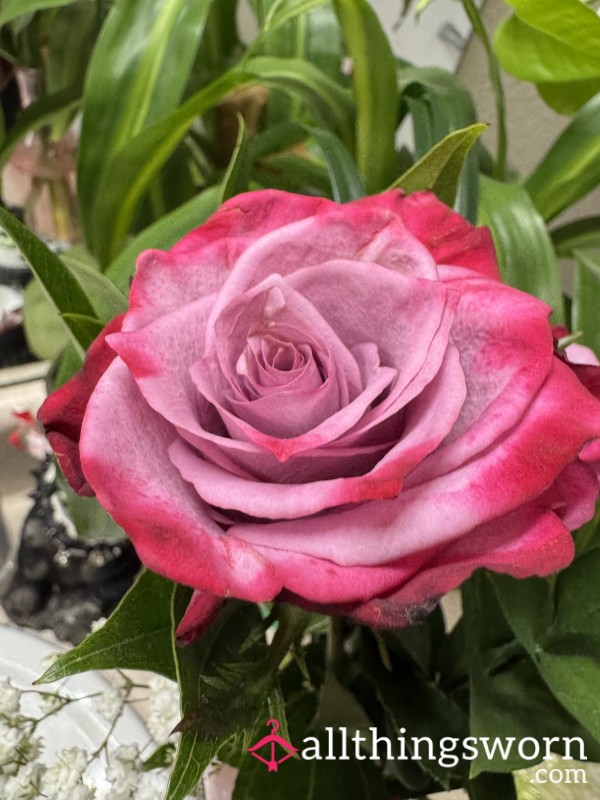 Roses19