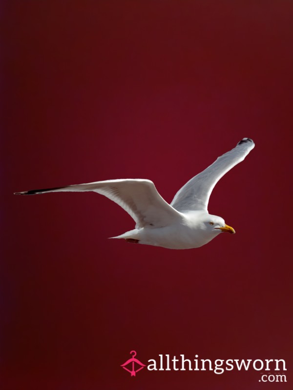 AllThingsWorn profile picture for @Seagull