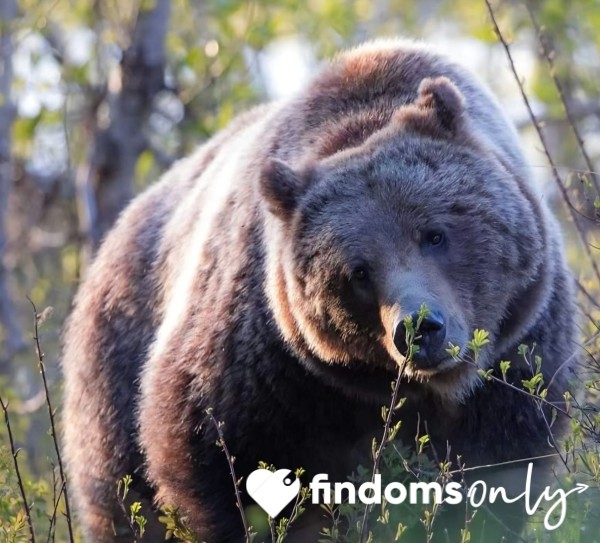 SirHungryBear