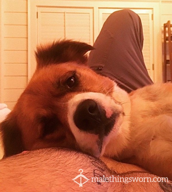 SmellHound