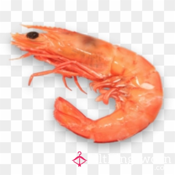 SubShrimp