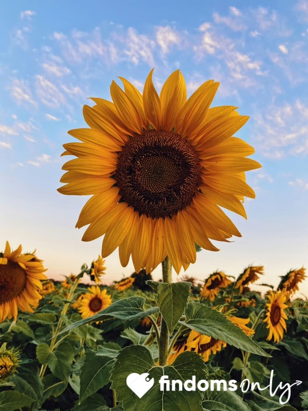 Sunflowerr