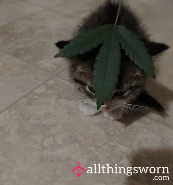 Tamedtiger2