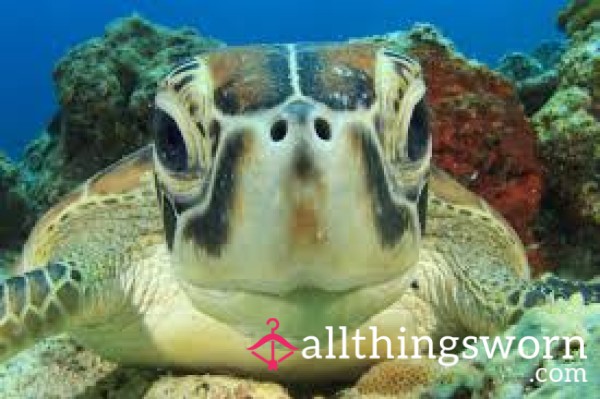 TURTLE1
