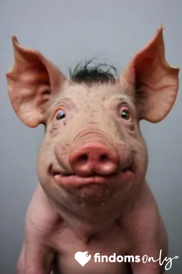 Virginfatuglyloser
