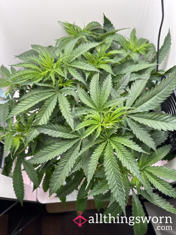 Weedman710