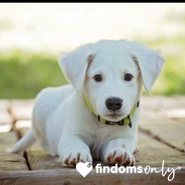 WorthlessPuppy
