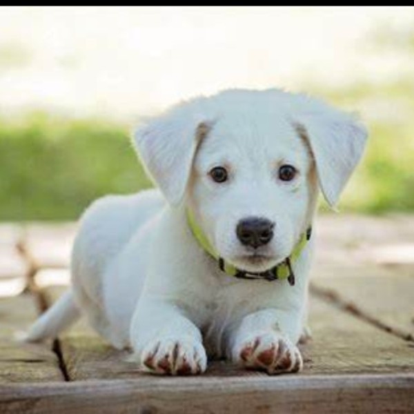 Puppy4481